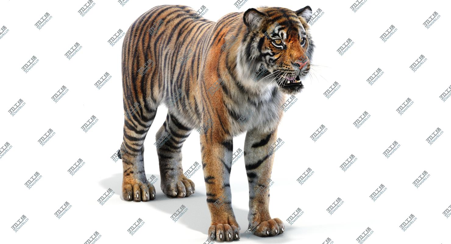 images/goods_img/202105071/Sumatran Tiger (Fur) model/3.jpg